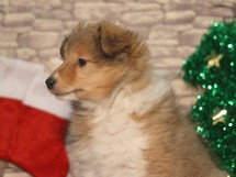 puppies