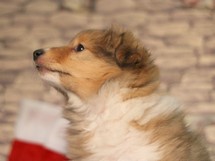 puppies