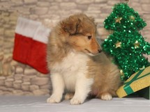 puppies
