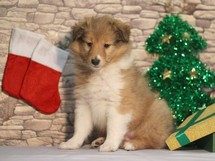 puppies