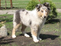puppies