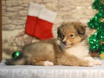 puppies