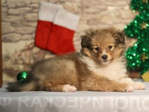 puppies