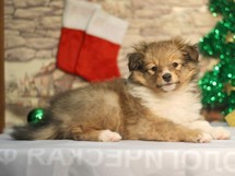 puppies