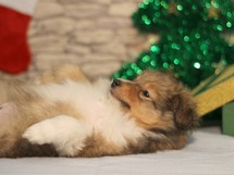puppies