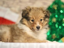 puppies