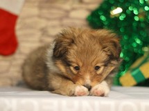 puppies
