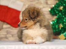 puppies
