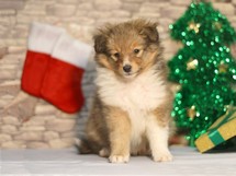 puppies