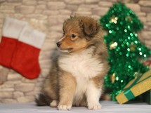 puppies