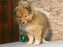 puppies
