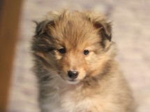 puppies