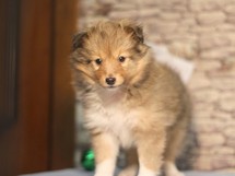 puppies