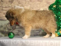 puppies