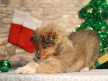 puppies