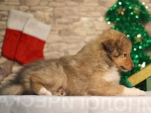 puppies