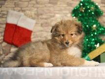 puppies