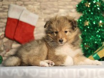 puppies