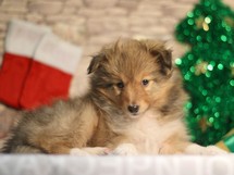 puppies