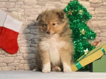 puppies