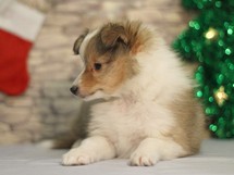puppies