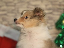 puppies