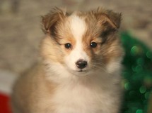 puppies