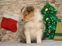 puppies