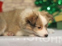 puppies