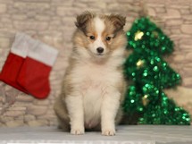 puppies