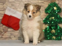 puppies