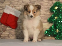 puppies
