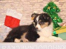 puppies