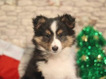 puppies
