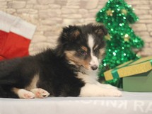 puppies