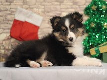 puppies