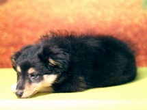 puppies