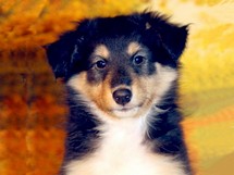 puppies