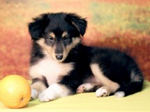 puppies
