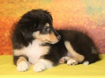 puppies