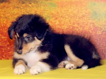 puppies