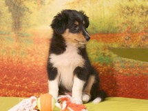 puppies