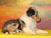 puppies