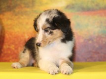 puppies