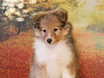 puppies