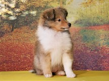 puppies