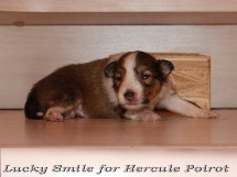 puppies