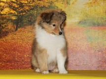puppies