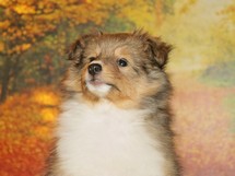 puppies