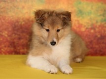 puppies
